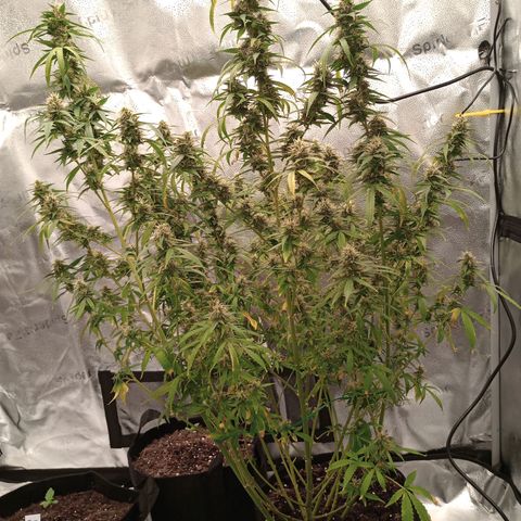 Purple queen 1 growlog timeline photo