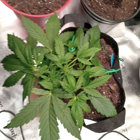 Purple queen 1 growlog timeline photo