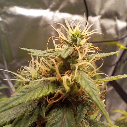 Tangie Auto growlog timeline photo