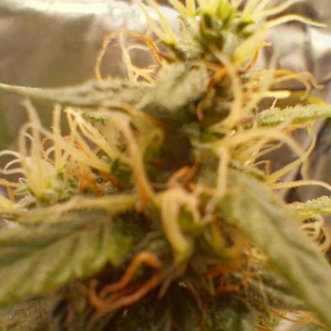 Tangie Auto growlog timeline photo