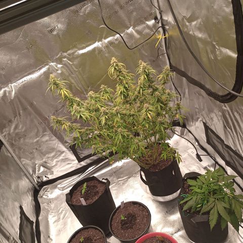 Tangie Auto growlog timeline photo