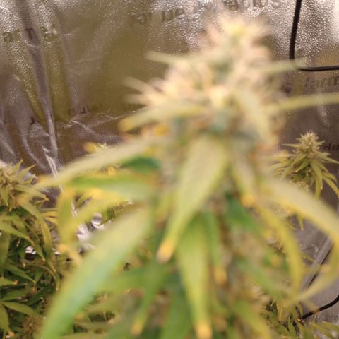 Tangie Auto growlog timeline photo
