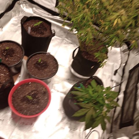 Tangie Auto growlog timeline photo