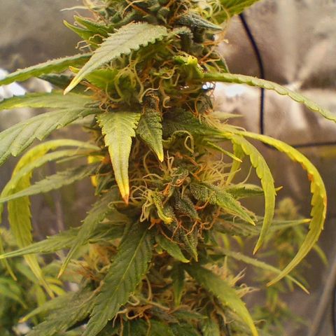 Tangie Auto growlog timeline photo