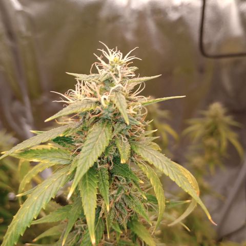 Tangie Auto growlog timeline photo