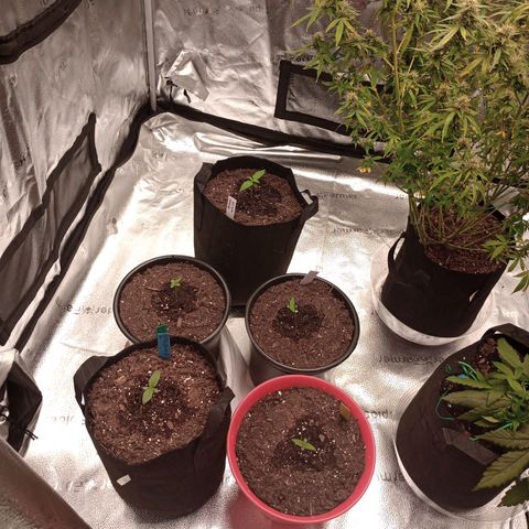 Tangie Auto growlog timeline photo