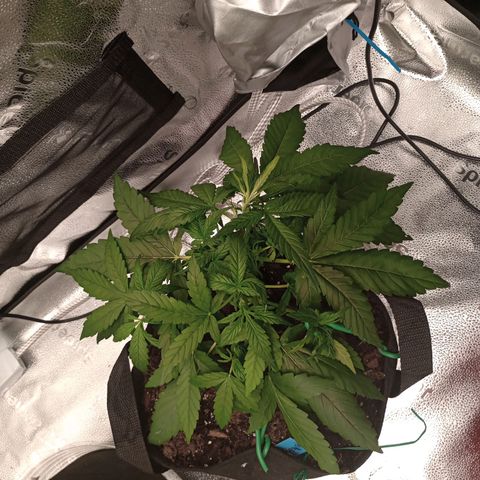 Purple queen 1 growlog timeline photo