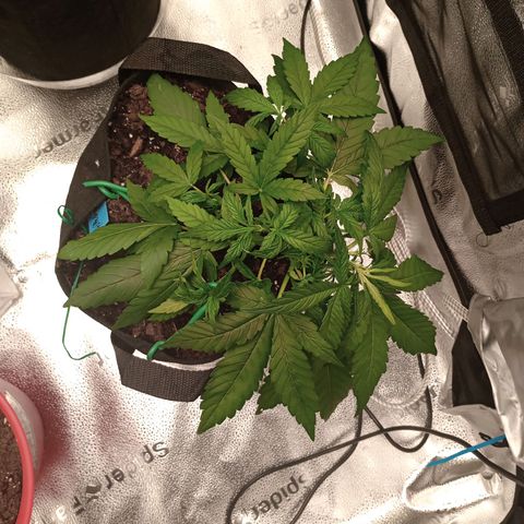 Purple queen 1 growlog timeline photo
