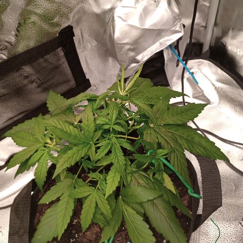 Purple queen 1 growlog timeline photo
