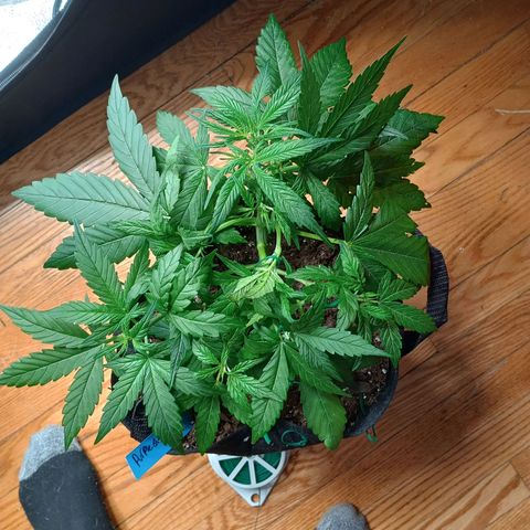 Purple queen 1 growlog timeline photo