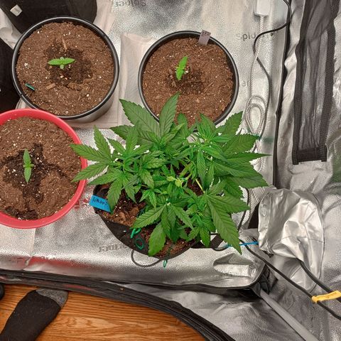Tangie Auto growlog timeline photo