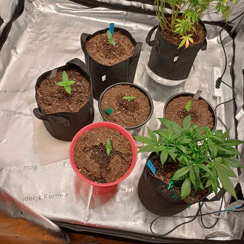 Tangie Auto growlog timeline photo