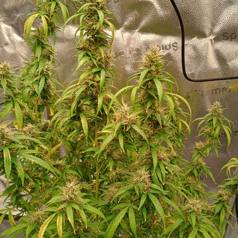 Tangie Auto growlog timeline photo