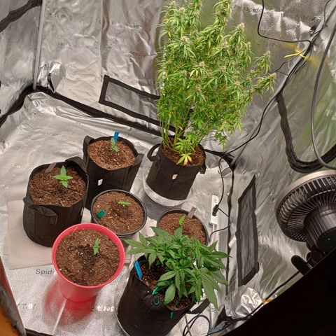 Tangie Auto growlog timeline photo