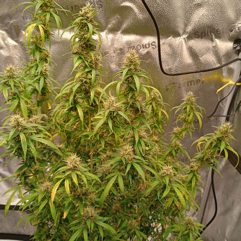Tangie Auto growlog timeline photo
