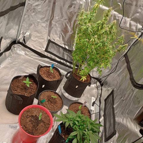 Tangie Auto growlog timeline photo