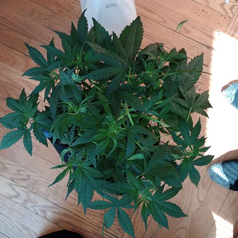 Purple queen 1 growlog timeline photo