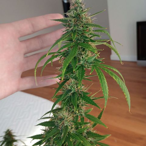 Tangie Auto growlog timeline photo