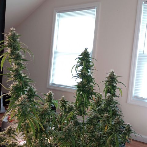 Tangie Auto growlog timeline photo