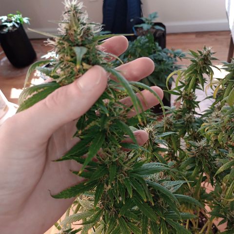 Tangie Auto growlog timeline photo