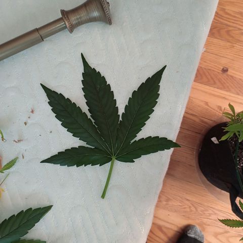 Tangie Auto growlog timeline photo