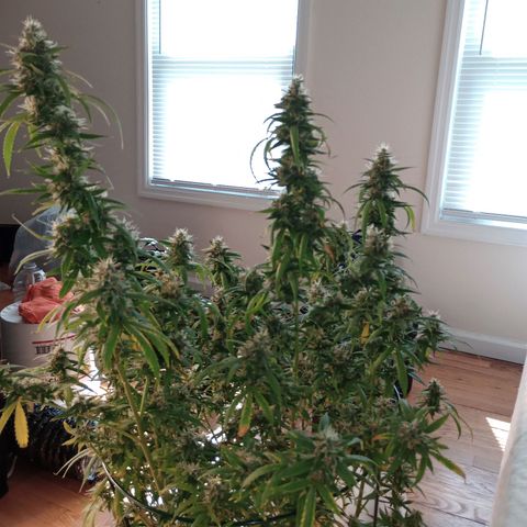Tangie Auto growlog timeline photo