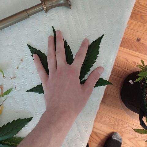 Tangie Auto growlog timeline photo