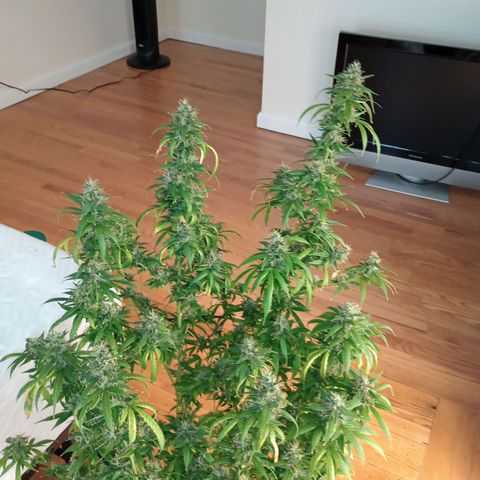 Tangie Auto growlog timeline photo