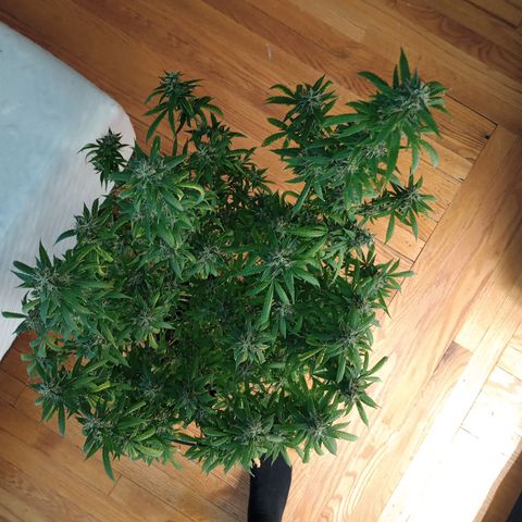 Tangie Auto growlog timeline photo