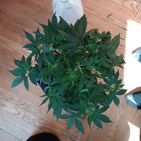 Tangie Auto growlog timeline photo
