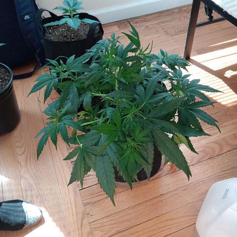 Tangie Auto growlog timeline photo