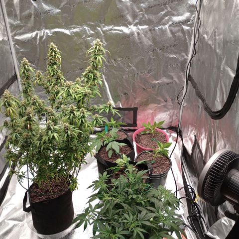Tangie Auto growlog photo: Started lst on all teens