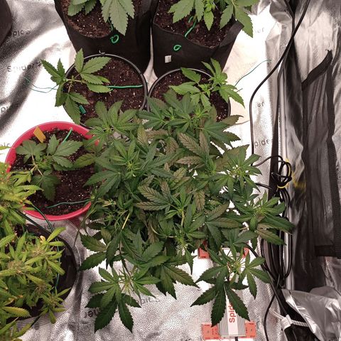 Purple queen 1 growlog timeline photo
