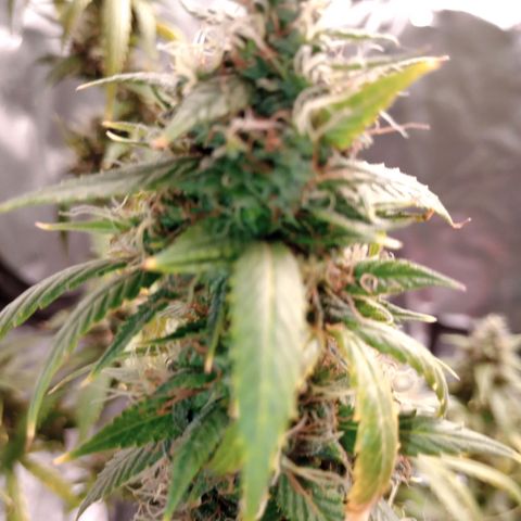 Tangie Auto growlog timeline photo