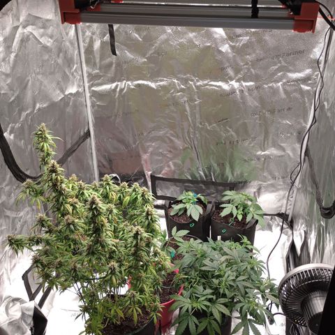 Tangie Auto growlog timeline photo