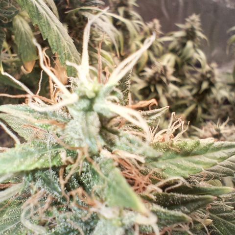 Tangie Auto growlog timeline photo
