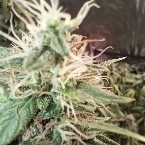 Tangie Auto growlog timeline photo