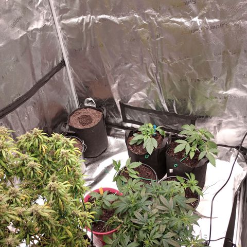 Tangie Auto growlog timeline photo