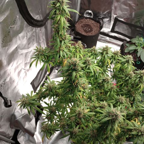Tangie Auto growlog timeline photo