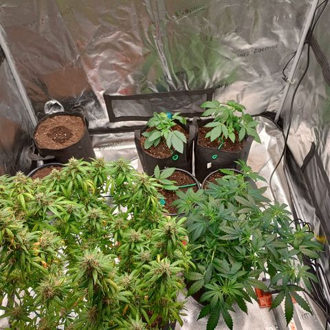 Tangie Auto growlog timeline photo