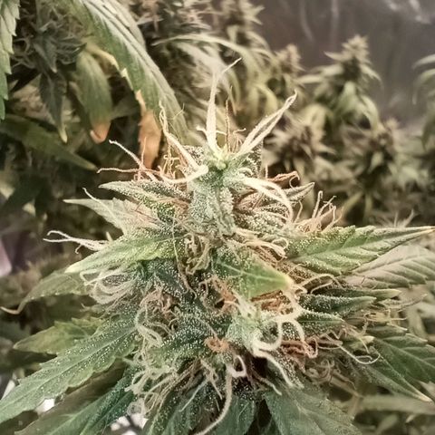 Tangie Auto growlog timeline photo