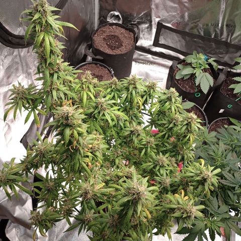 Tangie Auto growlog timeline photo