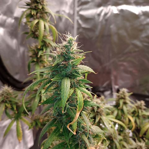 Tangie Auto growlog timeline photo