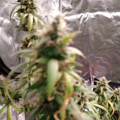 Tangie Auto growlog timeline photo