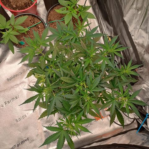 Purple queen 1 growlog timeline photo