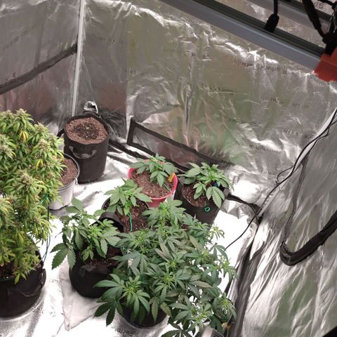 Tangie Auto growlog timeline photo