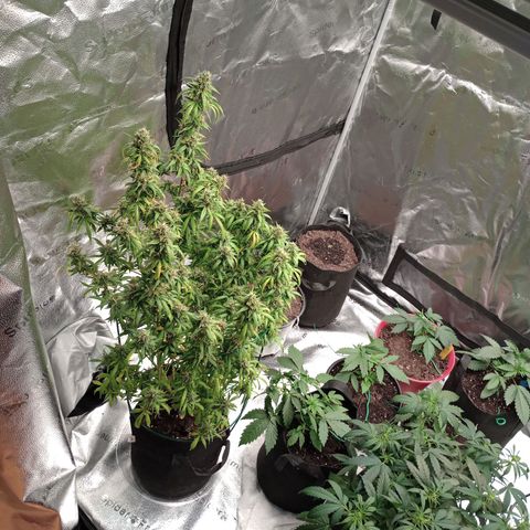Tangie Auto growlog timeline photo