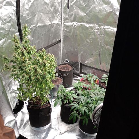 Tangie Auto growlog timeline photo
