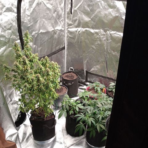Tangie Auto growlog timeline photo