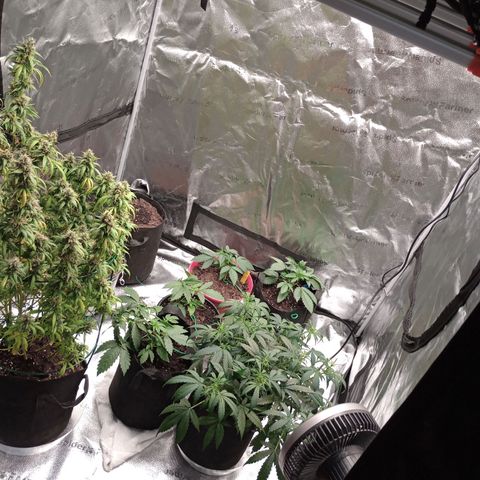 Tangie Auto growlog timeline photo